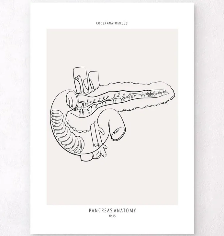 Anatomie du pancréas - Line Art-Codex Anatomicus Clearance