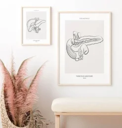 Anatomie du pancréas - Line Art-Codex Anatomicus Clearance