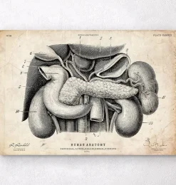 Anatomie du pancréas, du foie et de la vésicule biliaire-Codex Anatomicus Hot