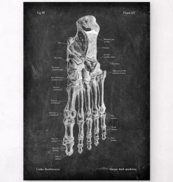 Anatomie du pied - Chalkboard-Codex Anatomicus Clearance