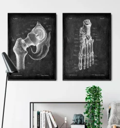 Anatomie du pied - Chalkboard-Codex Anatomicus Clearance