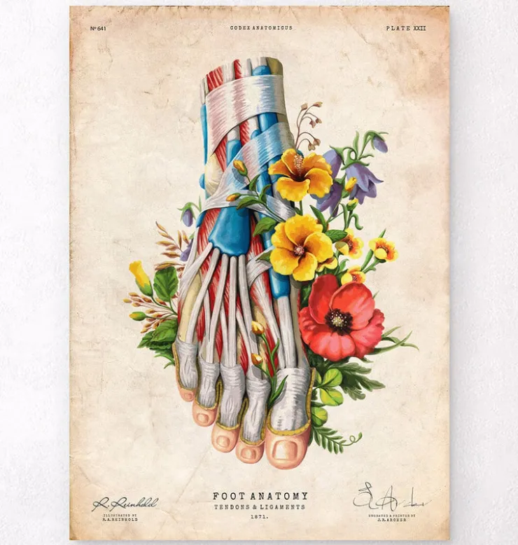 Anatomie du pied - Floral - Vintage-Codex Anatomicus Sale