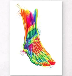 Anatomie du pied et de la cheville - Aquarelle-Codex Anatomicus Hot