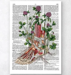 Anatomie du pied floral - Dictionnaire-Codex Anatomicus Best