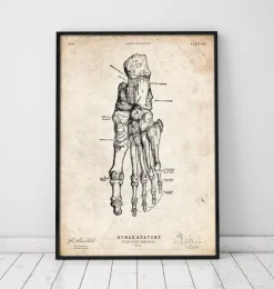 Anatomie du pied humain-Codex Anatomicus Discount