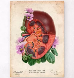 Anatomie du rein - Floral - Vieux papier-Codex Anatomicus