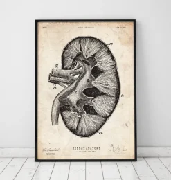 Anatomie du rein II-Codex Anatomicus Best