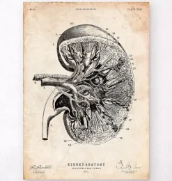 Anatomie du rein III-Codex Anatomicus Discount