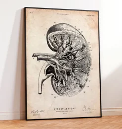 Anatomie du rein III-Codex Anatomicus Discount