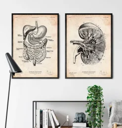 Anatomie du rein III-Codex Anatomicus Discount