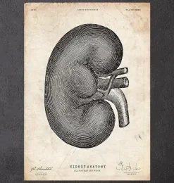 Anatomie du rein IV-Codex Anatomicus Hot
