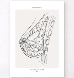 Anatomie du sein - Line Art-Codex Anatomicus Outlet