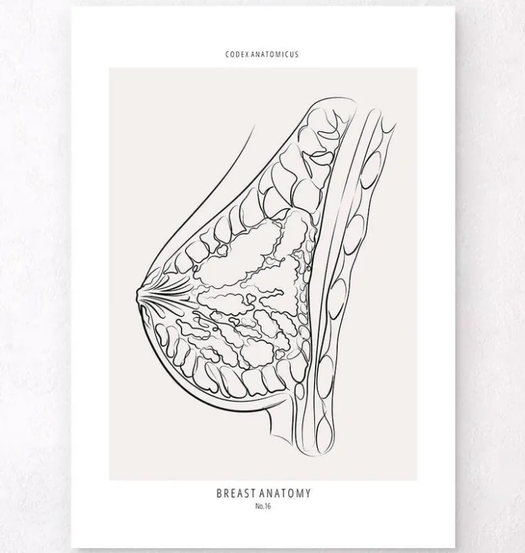 Anatomie du sein - Line Art-Codex Anatomicus Outlet