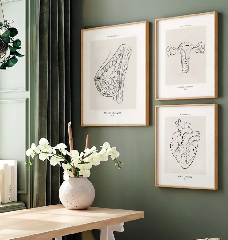 Anatomie du sein - Line Art-Codex Anatomicus Outlet