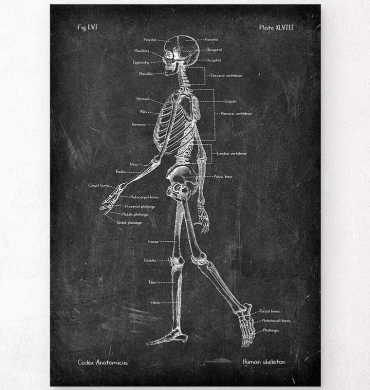 Anatomie du squelette - Chalkboard-Codex Anatomicus Clearance