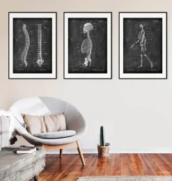 Anatomie du squelette - Chalkboard-Codex Anatomicus Clearance