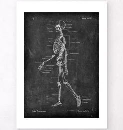 Anatomie du squelette - Chalkboard-Codex Anatomicus Clearance