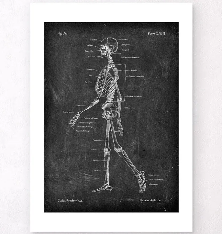 Anatomie du squelette - Chalkboard-Codex Anatomicus Clearance