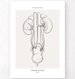 Anatomie du système urinaire - Line Art-Codex Anatomicus