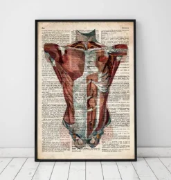 Anatomie du torse humain - Dictionnaire-Codex Anatomicus