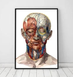Anatomie du visage géométrique II-Codex Anatomicus Online