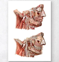 Anatomie du visage géométrique III-Codex Anatomicus Online