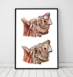 Anatomie du visage géométrique III-Codex Anatomicus Online