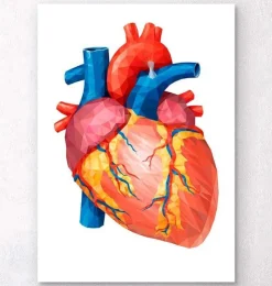 Anatomie géométrique cardiaque II-Codex Anatomicus