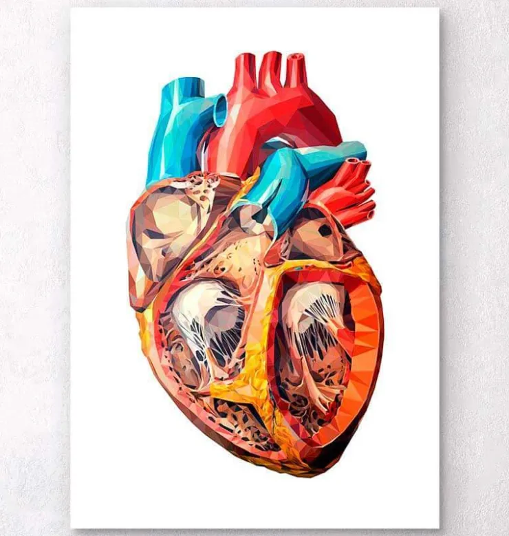 Anatomie géométrique cardiaque-Codex Anatomicus New