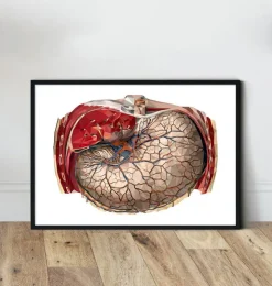 Anatomie géométrique de l'estomac-Codex Anatomicus