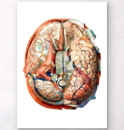 Anatomie géométrique du cerveau II-Codex Anatomicus Clearance