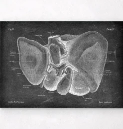 Anatomie hépatique - Chalkboard-Codex Anatomicus Best