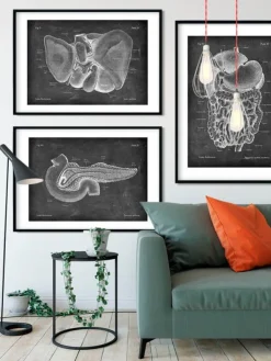 Anatomie hépatique - Chalkboard-Codex Anatomicus Best