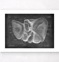 Anatomie hépatique - Chalkboard-Codex Anatomicus Best