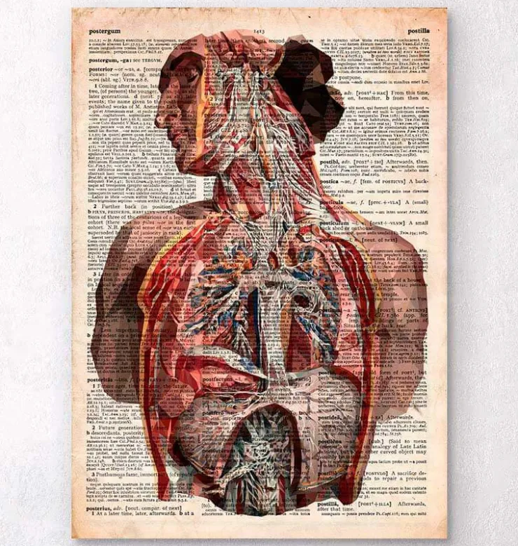 Anatomie humaine - Dictionnaire-Codex Anatomicus Clearance