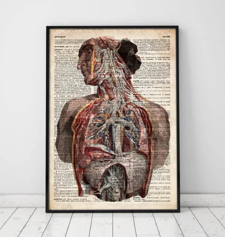 Anatomie humaine - Dictionnaire-Codex Anatomicus Clearance