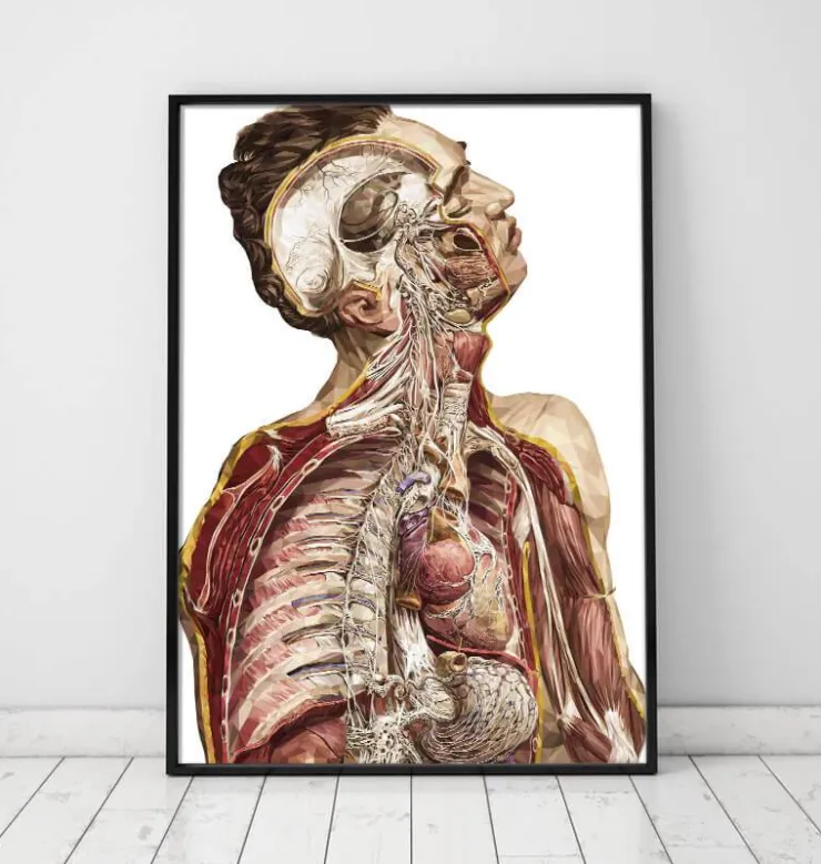 Anatomie humaine géométrique II-Codex Anatomicus Hot