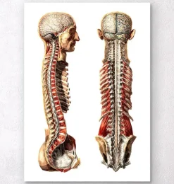 Anatomie humaine géométrique III-Codex Anatomicus Outlet