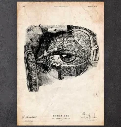 Anatomie oculaire-Codex Anatomicus Online