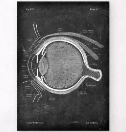 Anatomie oculaire - Chalkboard-Codex Anatomicus Online