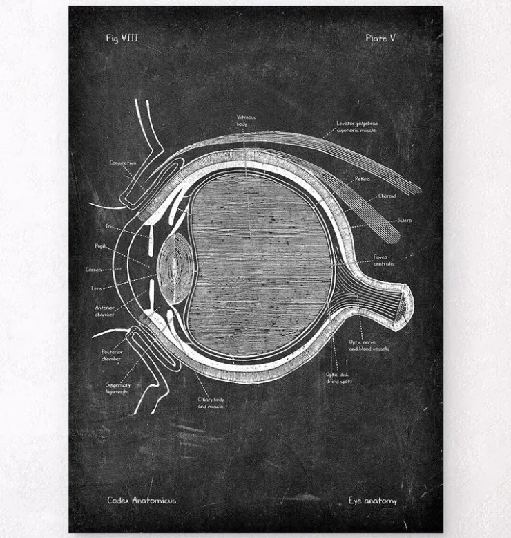 Anatomie oculaire - Chalkboard-Codex Anatomicus Online