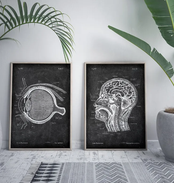 Anatomie oculaire - Chalkboard-Codex Anatomicus Online