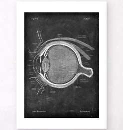 Anatomie oculaire - Chalkboard-Codex Anatomicus Online