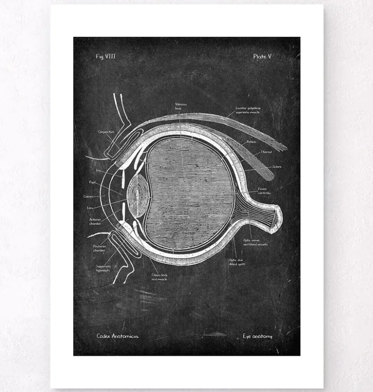 Anatomie oculaire - Chalkboard-Codex Anatomicus Online