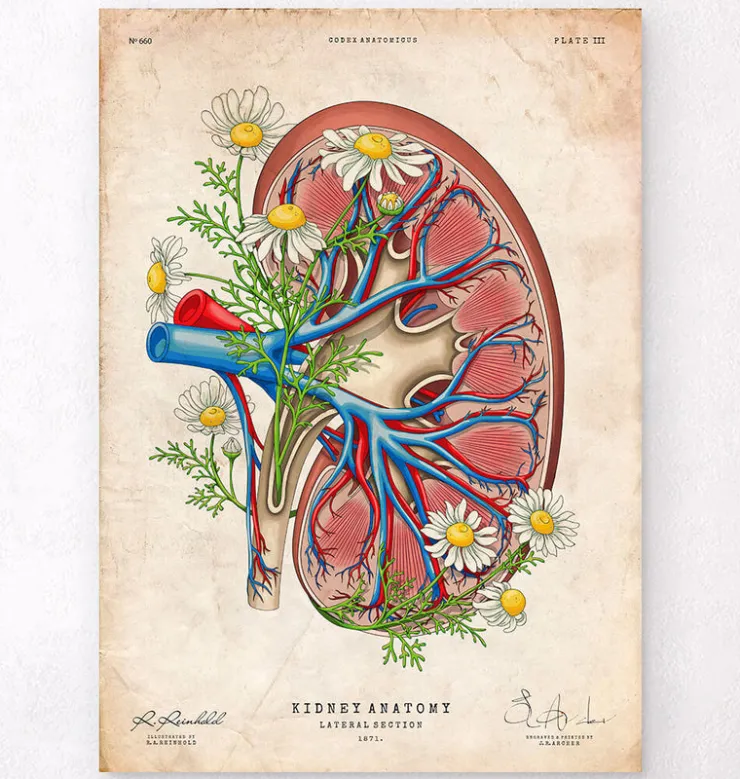 Anatomie rénale florale - Vieux papiers-Codex Anatomicus Sale