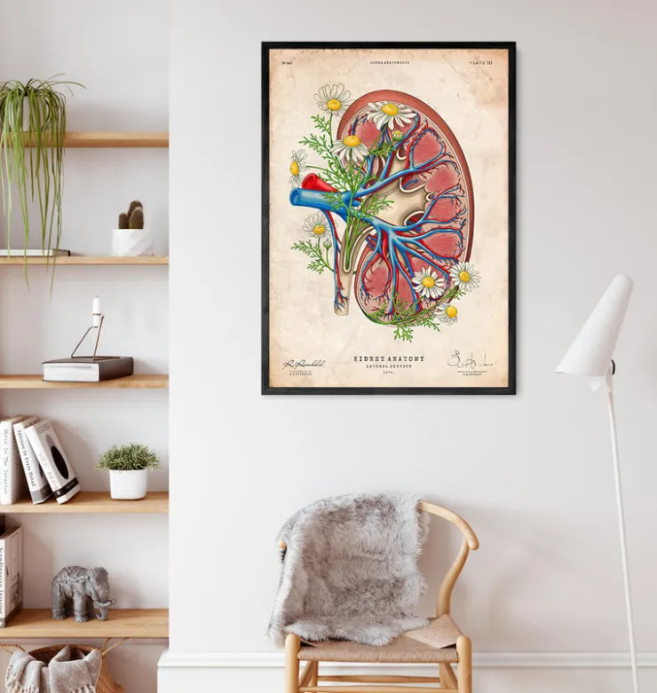 Anatomie rénale florale - Vieux papiers-Codex Anatomicus Sale