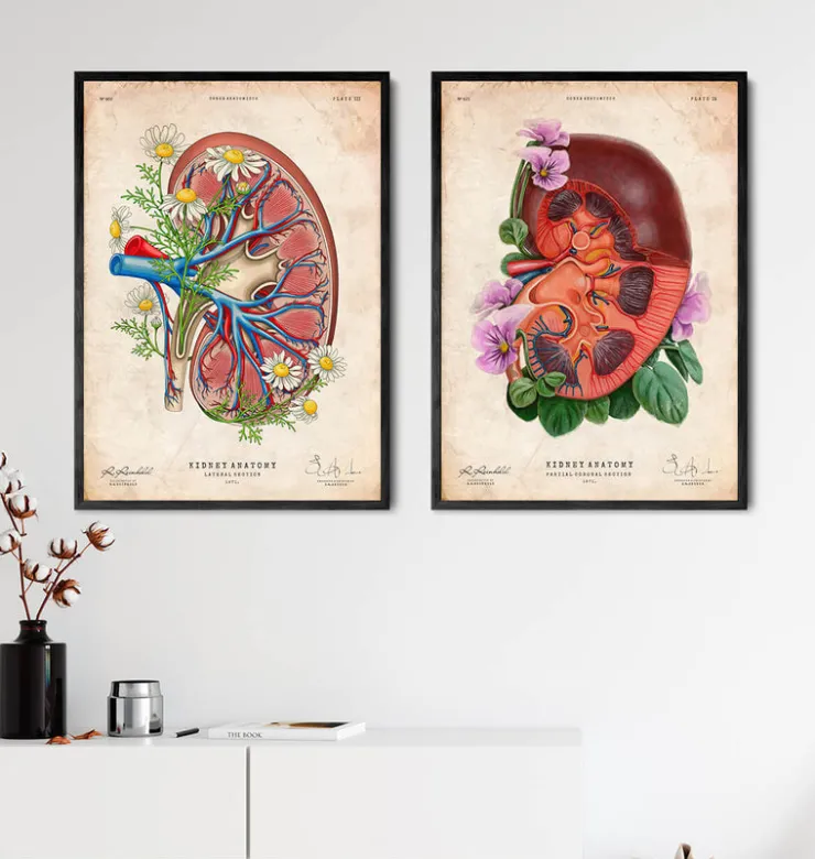 Anatomie rénale florale - Vieux papiers-Codex Anatomicus Sale