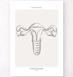 Anatomie utérine - Line Art-Codex Anatomicus Clearance