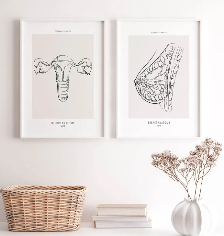Anatomie utérine - Line Art-Codex Anatomicus Clearance