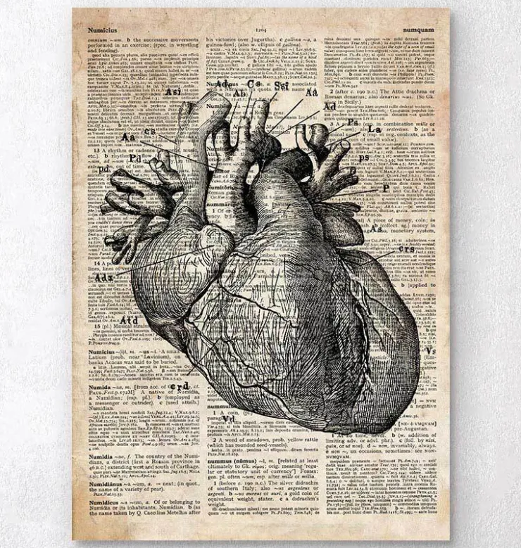 Art d'anatomie cardiaque - Ancien dictionnaire-Codex Anatomicus Clearance